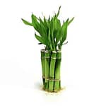Mini-Bamboo-Sticks.jpg