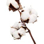 Huile Essentielle Fleur de coton