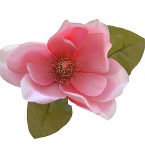 Huile essentielle de Magnolia