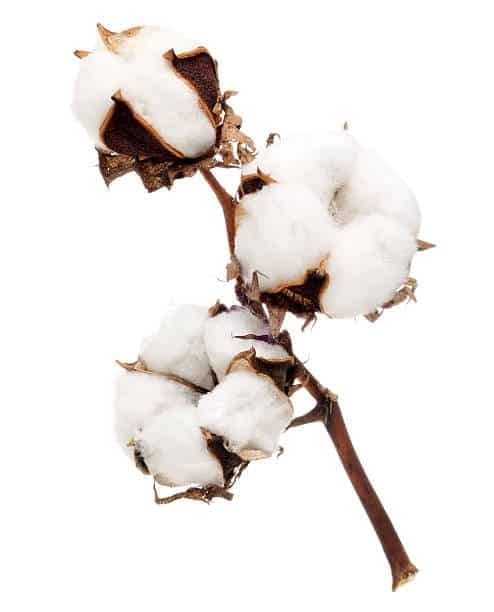 Huile Essentielle Fleur de coton - Huile Aromatique - O'milles Arômes Inc.